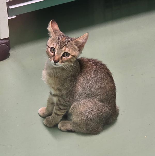 MAFALDA GATTINA TIGRATA Foto 2